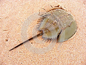 Horseshoe Crab on Sand Beach