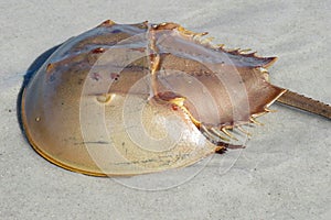 Horseshoe crab on Florida beach