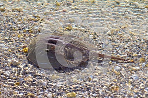 Horseshoe crab in shallow water
