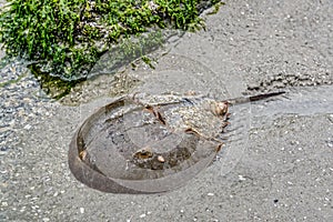 Horseshoe Crab in Shallow Water