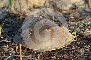Horseshoe crab shell