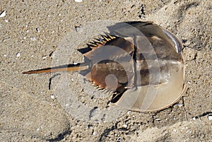 Horseshoe crab shell