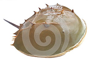 Horseshoe crab shell closeup