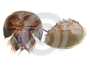 Horseshoe crab shell closeup