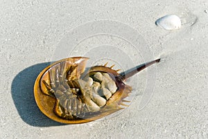 Horseshoe crab shell in florida
