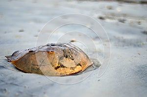 Horseshoe Crab Shell on Hilton Head Beach