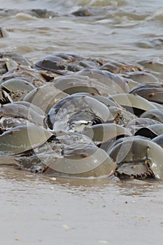 Horseshoe crab spawning on beach