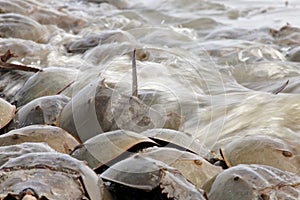 Horseshoe crab spawning on beach