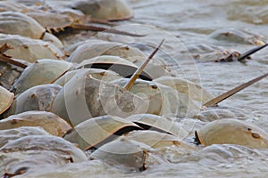 Horseshoe crab spawning on beach