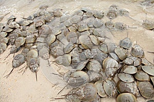 Horseshoe crab spawning on beach