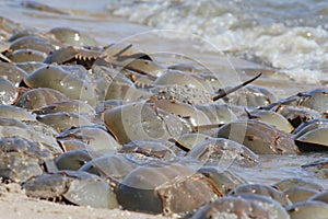 Horseshoe crab spawning on Delaware Bay Beach