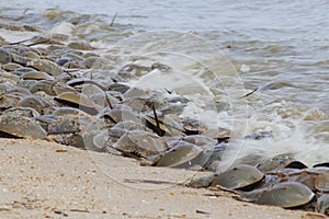 Horseshoe crab spawning on Delaware Bay Beach