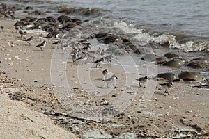 Horseshoe crab spawning with shorebirds