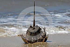 Horseshoe crab stranded on the beach after mating.