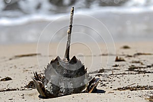 Horseshoe crab stranded on the beach after mating.