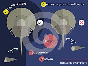 Horseshoe crab toxicity, flat icon vector photo