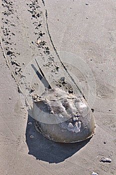 Horseshoe Crab and tracks in the sand