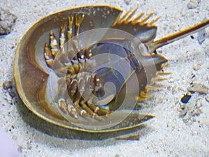 Horseshoe crab upside down position