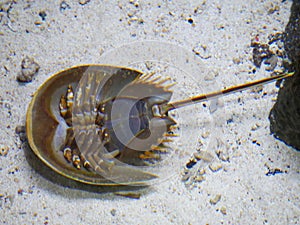 Horseshoe crab upside down position