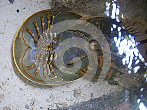 Horseshoe crab upside down position