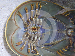 Horseshoe crab upside down position