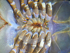Horseshoe crab upside down position