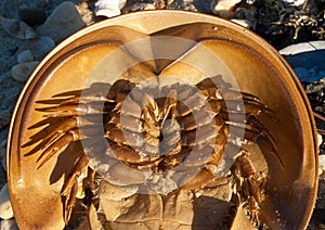 Horseshoe crab ventral closeup