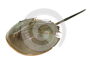 Horseshoe crab