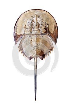 Horseshoe crab on white background isolated close up top view, marine arthropod with domed horseshoe-shaped shell photo