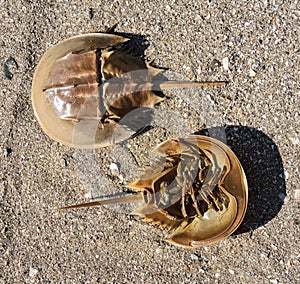 Horseshoe Crabs - both top shell and the soft underside on sand.
