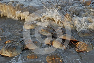 Horseshoe crabs in incoming tidal waters along Delaware Bay photo