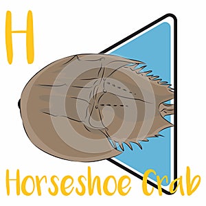 Horseshoe crabs are marine and brackish water arthropods