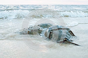 Horseshoe crabs mating on the beach