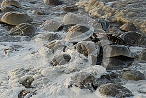 Horseshoe Crabs spawning in sperm filled water on the coastline of the Delaware Bay.