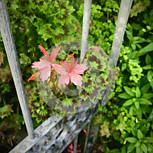 Horseshoe geranium with dew drops next to the fence gate, square.