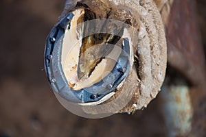 Horseshoe and horse's hoof after shoeing in the stall