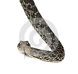 Horseshoe Whip Snake against white background