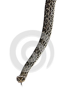 Horseshoe Whip Snake, Hemorrhois hippocrepis
