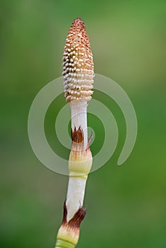 Horsetail