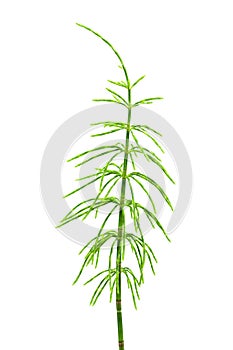 Horsetail