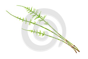 Horsetail