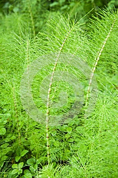 Horsetail