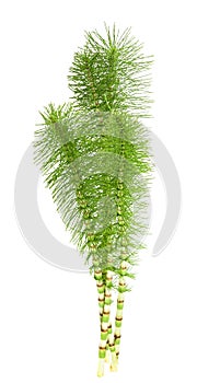 Horsetail