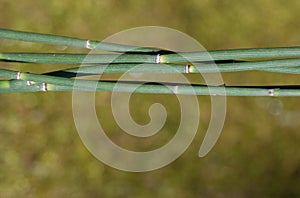 Horsetail