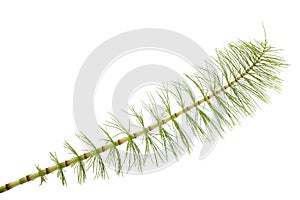 Horsetail