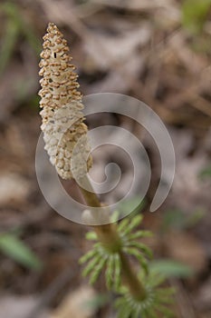 Horsetail