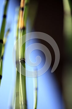 Horsetail abstract photo