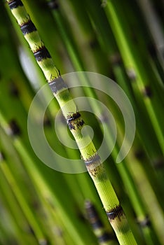 Horsetail bamboo