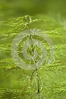 Horsetail close-up,