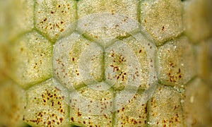 Horsetail closed strobilus (sporangia) texture